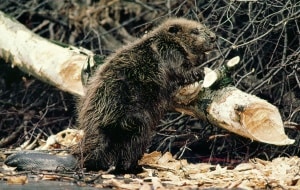 Biber, © by J. Kresse/WWF-AT Biber, © by J. Kresse/WWF-AT