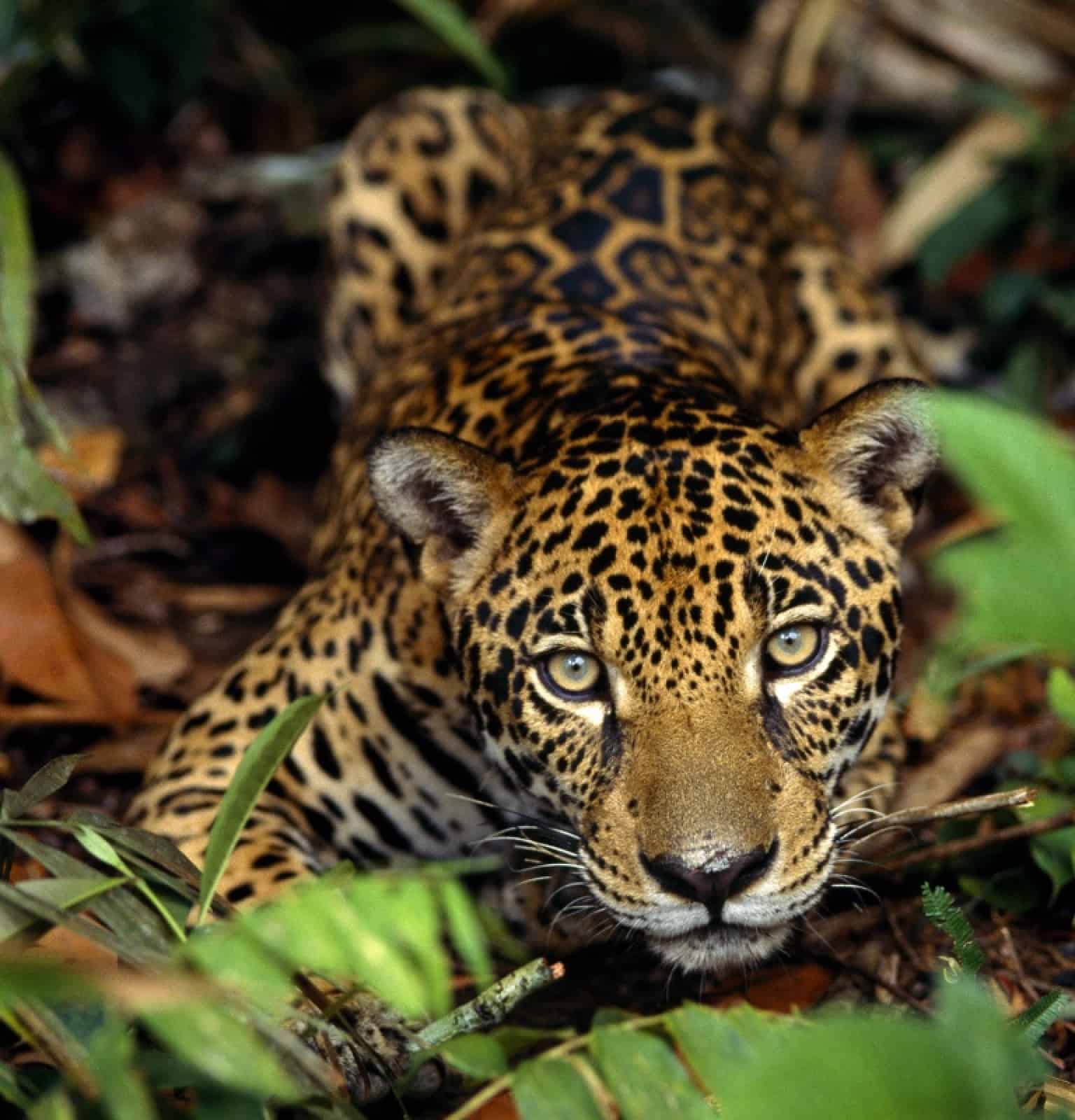 Jaguar, © by WWF Brasilien Jaguar, © by WWF Brasilien