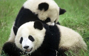 Spielende Pandas, © by Michel Gunther / WWF-Canon Spielende Pandas, © by Michel Gunther / WWF-Canon