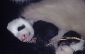 Großer Panda mit Baby, © by Susan A. Mainka / WWF-Canon Großer Panda mit Baby, © by Susan A. Mainka / WWF-Canon