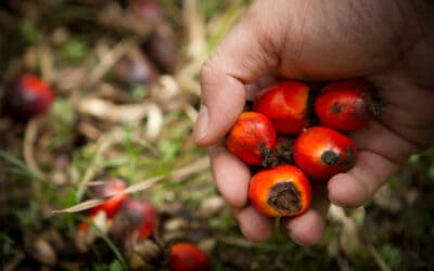 WWF Palmöl-Test 2015: wenige Positivbeispiele, großer Nachholbedarf