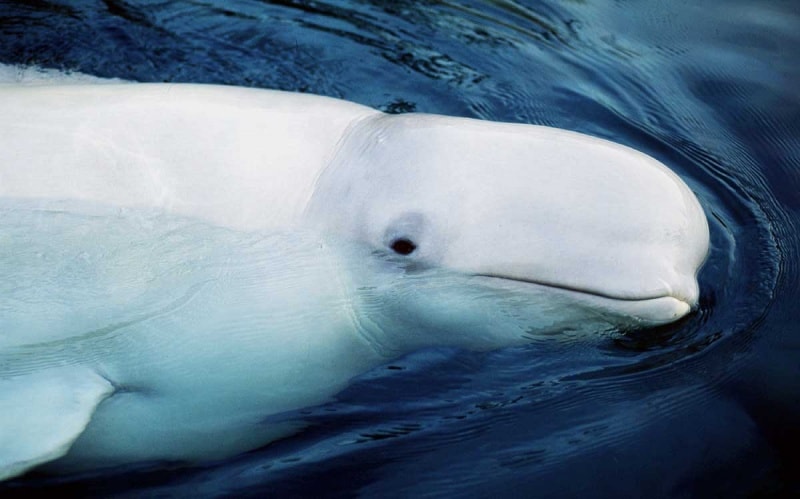 Beluga-Wale