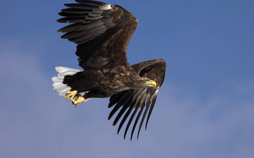 Rekord: Heimischer Seeadler fliegt bis Russland