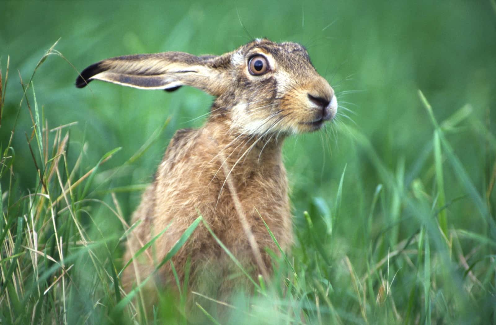 Feldhase im Gras