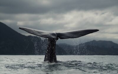 Giganten der Meere