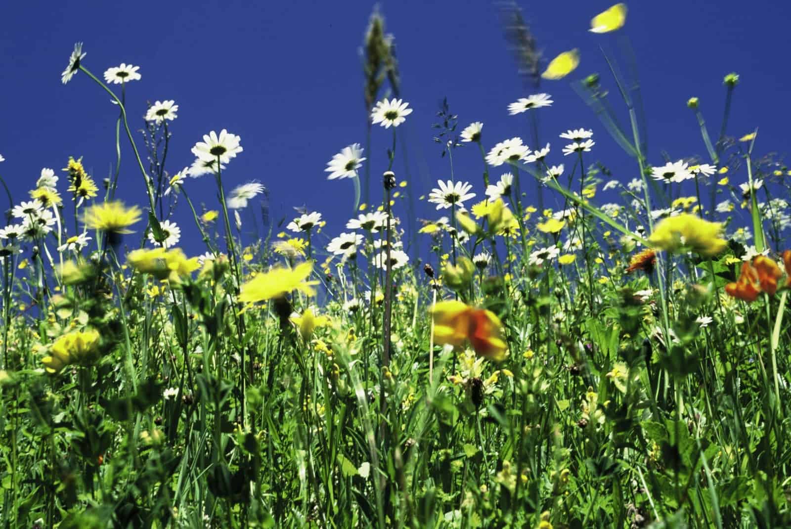 blumenwiese-mit-blauem-himmel-wwf-fruehling