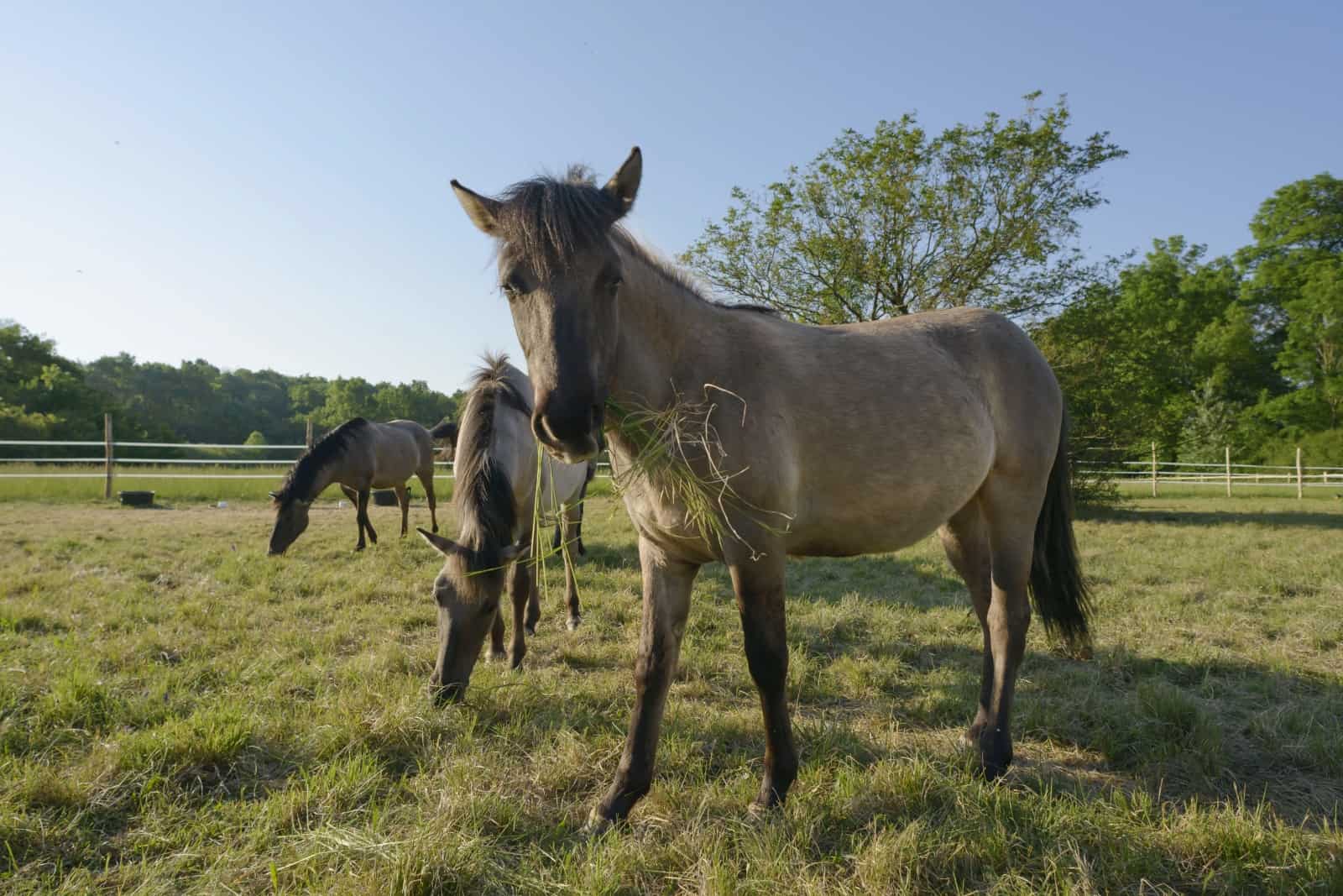 Konik Pferde