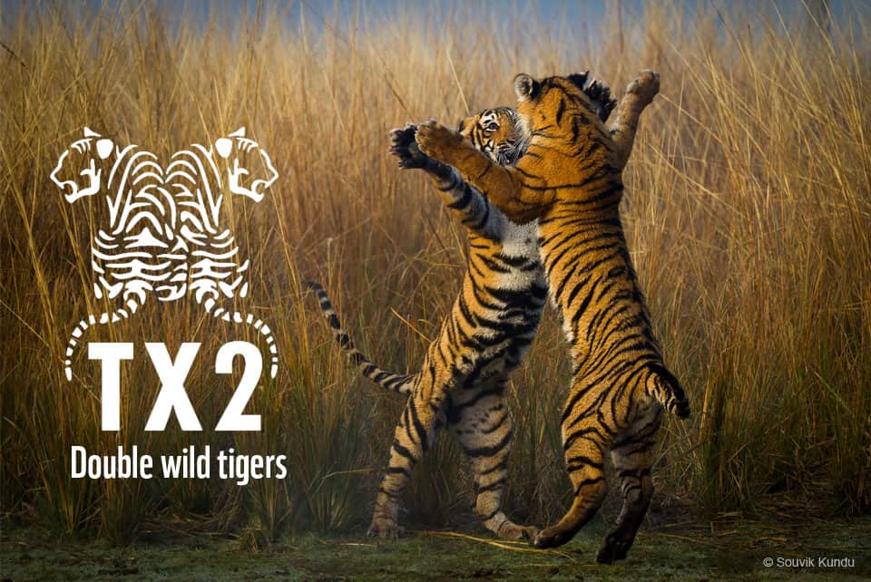 Double Tiger, © by Souvik Kundu Double Tiger, © by Souvik Kundu