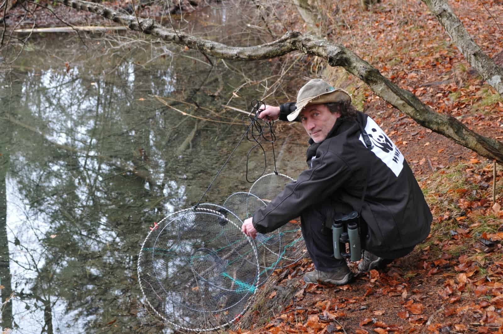 WWF-Mitarbeiter Toni Vorauer fängt Goldfische mit einer Reuse
