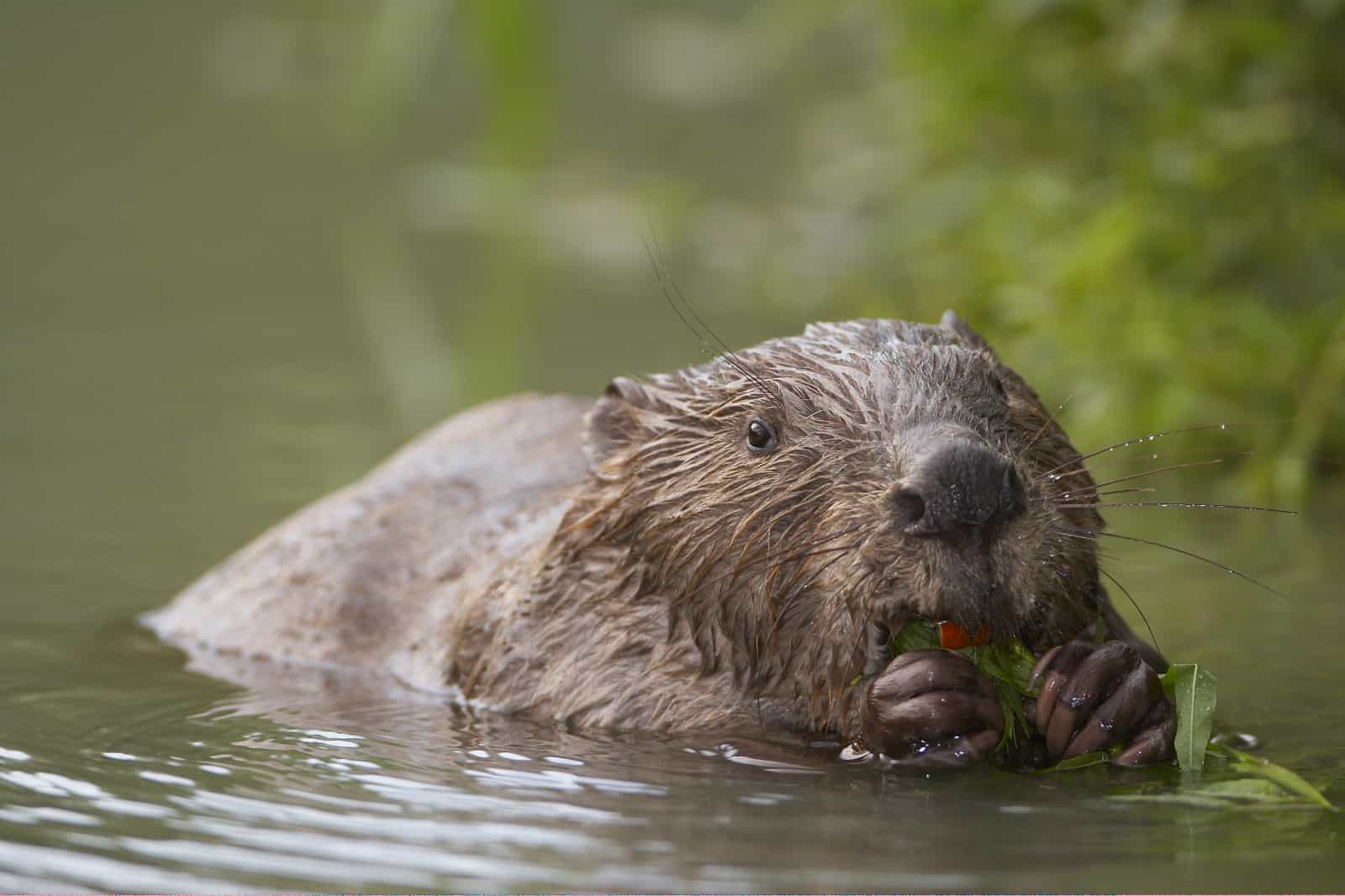 Ein Biber lässt es sich schmecken, © by Leopold Kanzler/fotopirsch.at Ein Biber lässt es sich schmecken, © by Leopold Kanzler/fotopirsch.at