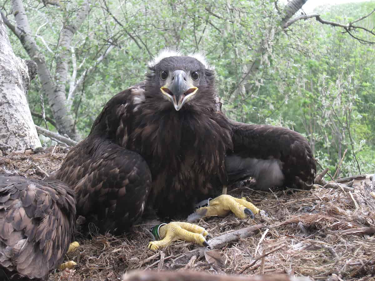 Seeadlerküken im Horst Seeadlerküken im Horst