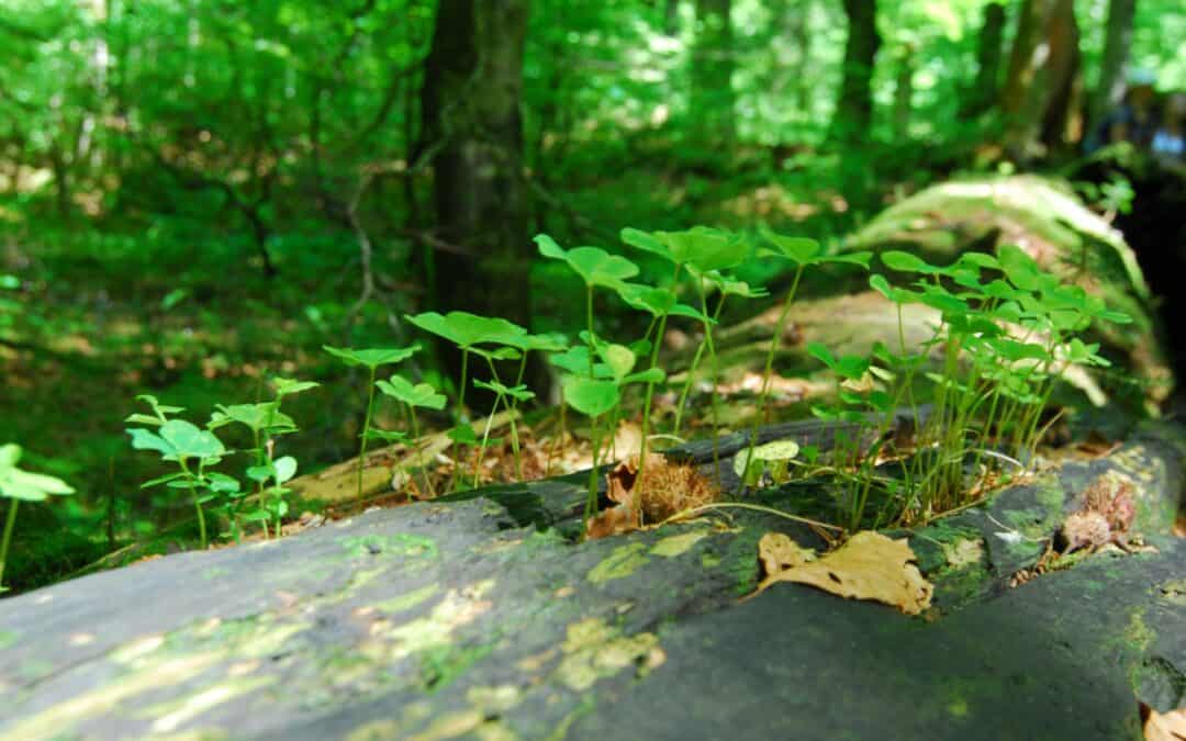 artenreiche-waelder-totholz