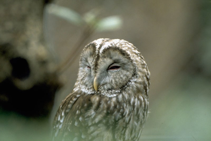 Habichtskauz, © by WWF Canon_Mima Junkichi Habichtskauz, © by WWF Canon_Mima Junkichi