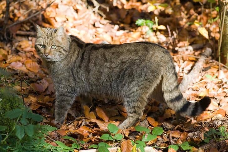 Wildkatze, © by Nationalpark Thayatal Wildkatze, © by Nationalpark Thayatal