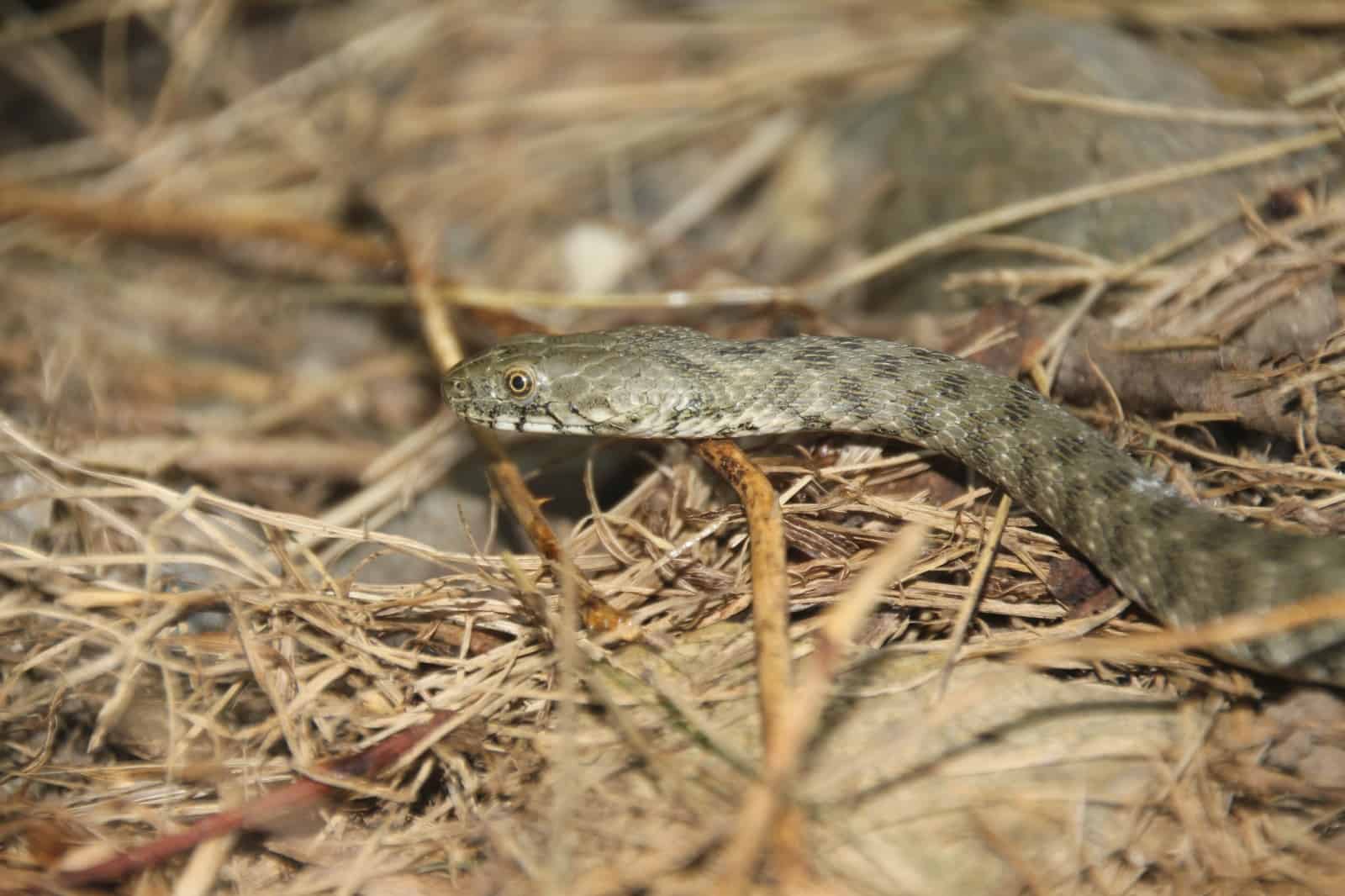 Würfelnatter