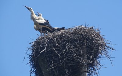 Wieder zurück aus Afrika: Erster Storch in Marchegg gelandet