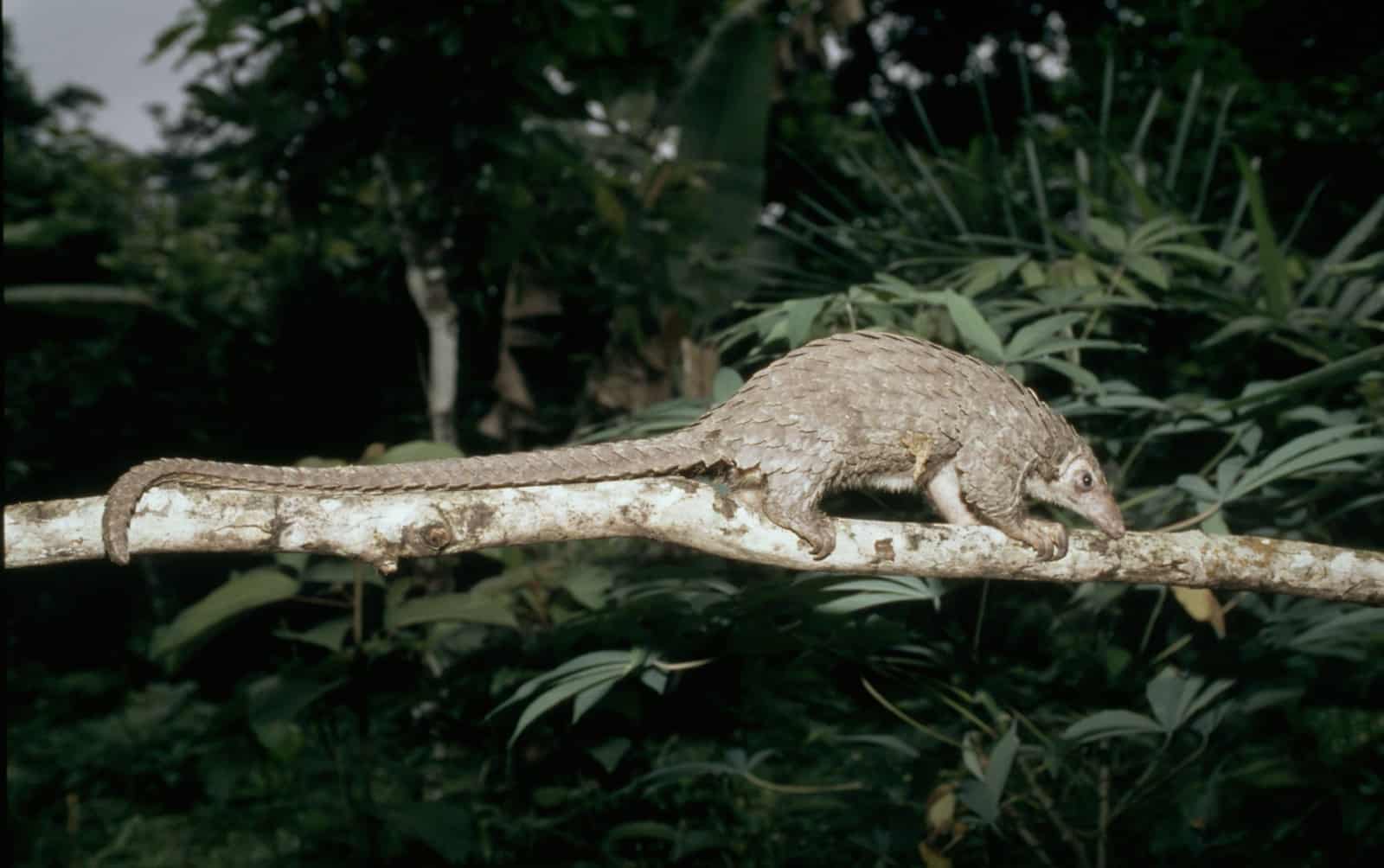 Schuppentier, © by Meg Gawler/WWF Schuppentier, © by Meg Gawler/WWF