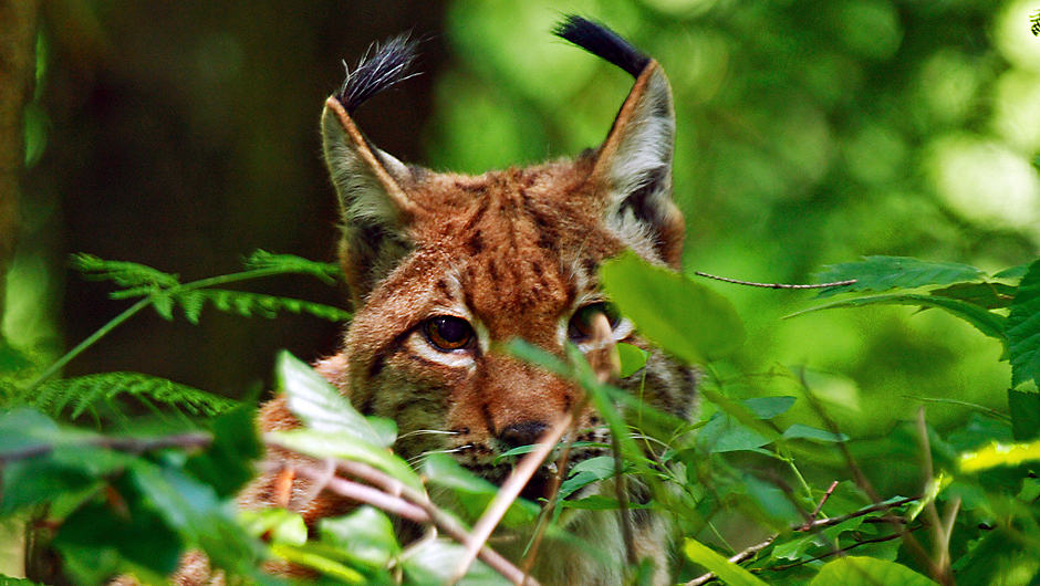Eurasischer Luchs(c)Ole Jorgen Liodden / naturepl.com