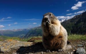 Alpenmurmeltier, © by WildWondersOfEurope/Lesniewski Alpenmurmeltier, © by WildWondersOfEurope/Lesniewski