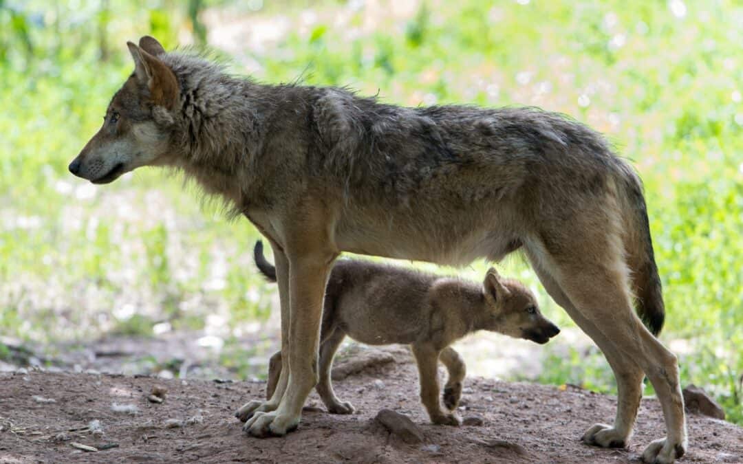 Schutzstatus Wolf: WWF kritisiert “populistischen Angriff auf Artenschutz”
