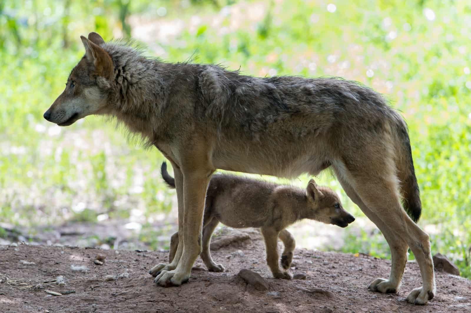 Wolfsrüde mit Jungtier wolfsfamilie