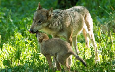 WWF: Zum Abschuss freigegebenes Wolfspärchen zieht wahrscheinlich Welpen auf