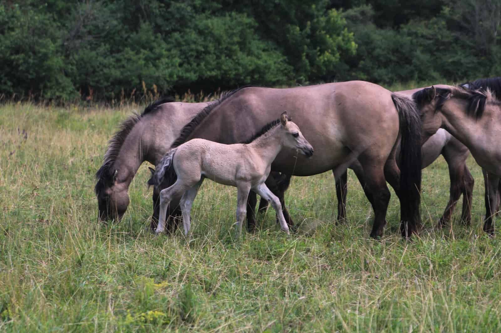 Fohlen Konikweide Marchegg