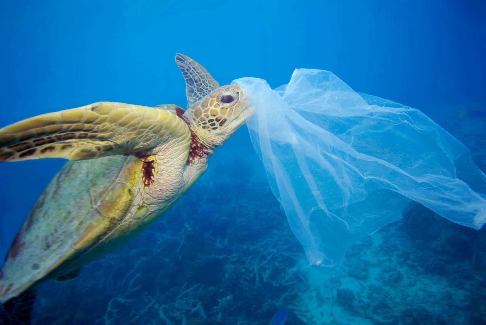 Plastik im Meer Schildkröte frisst Plastikmüll (c) Troy Mayne WWF