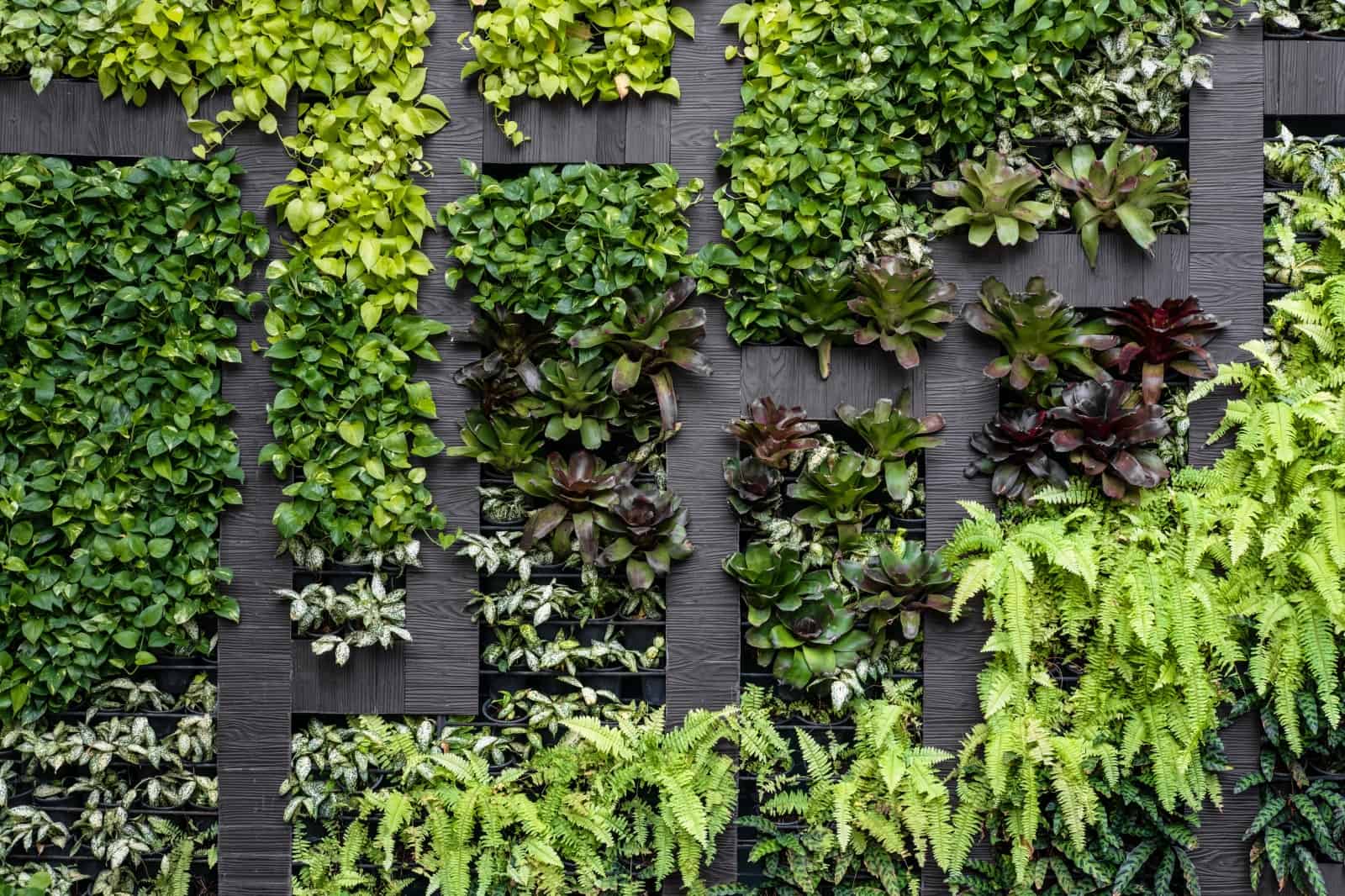 green wall