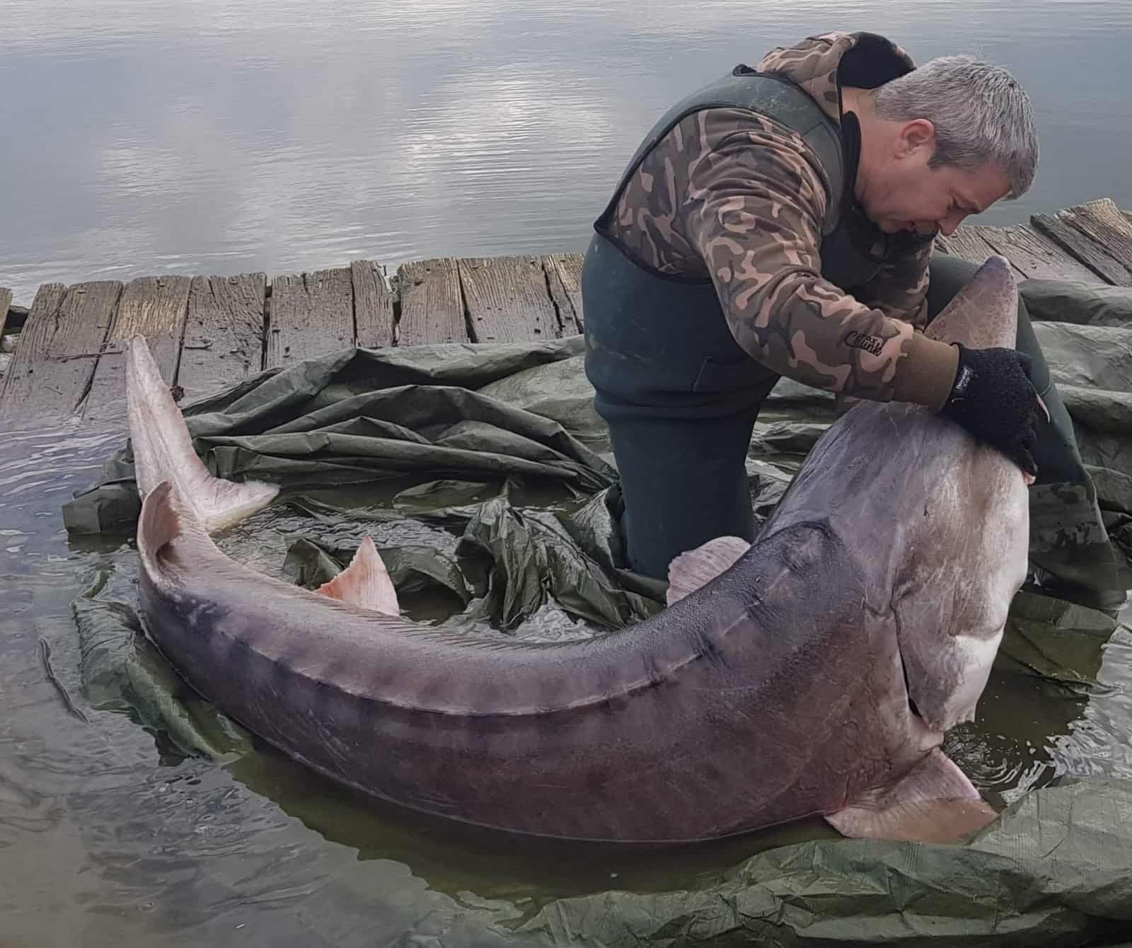 Riesen-Beluga-Stör von Fischer gerettet, © by Dan Constantin Riesen-Beluga-Stör von Fischer gerettet, © by Dan Constantin