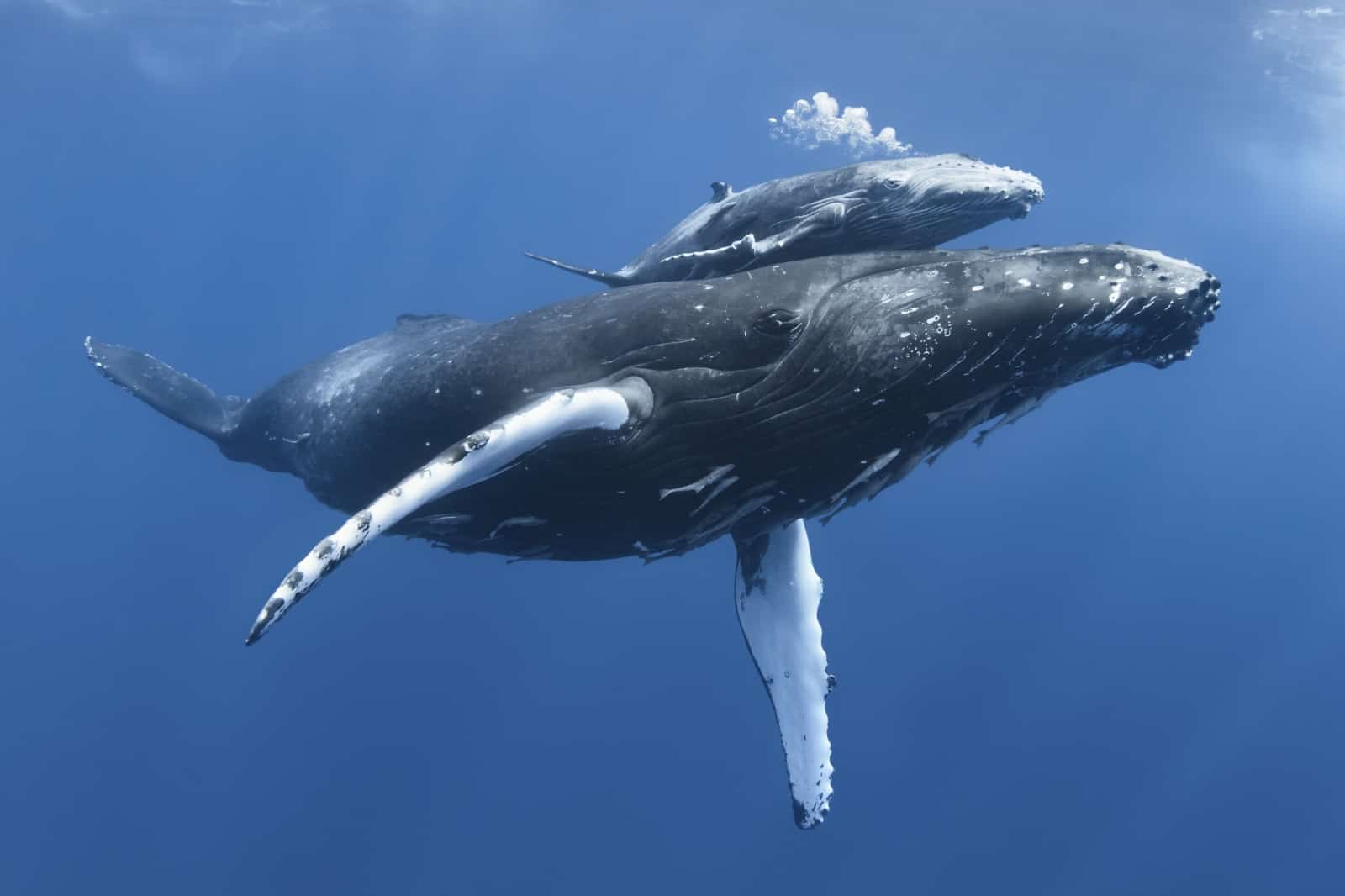 Buckelwalmutter mit Kalb, © by naturepl.com / Tony Wu / WWF Buckelwalmutter mit Kalb, © by naturepl.com / Tony Wu / WWF