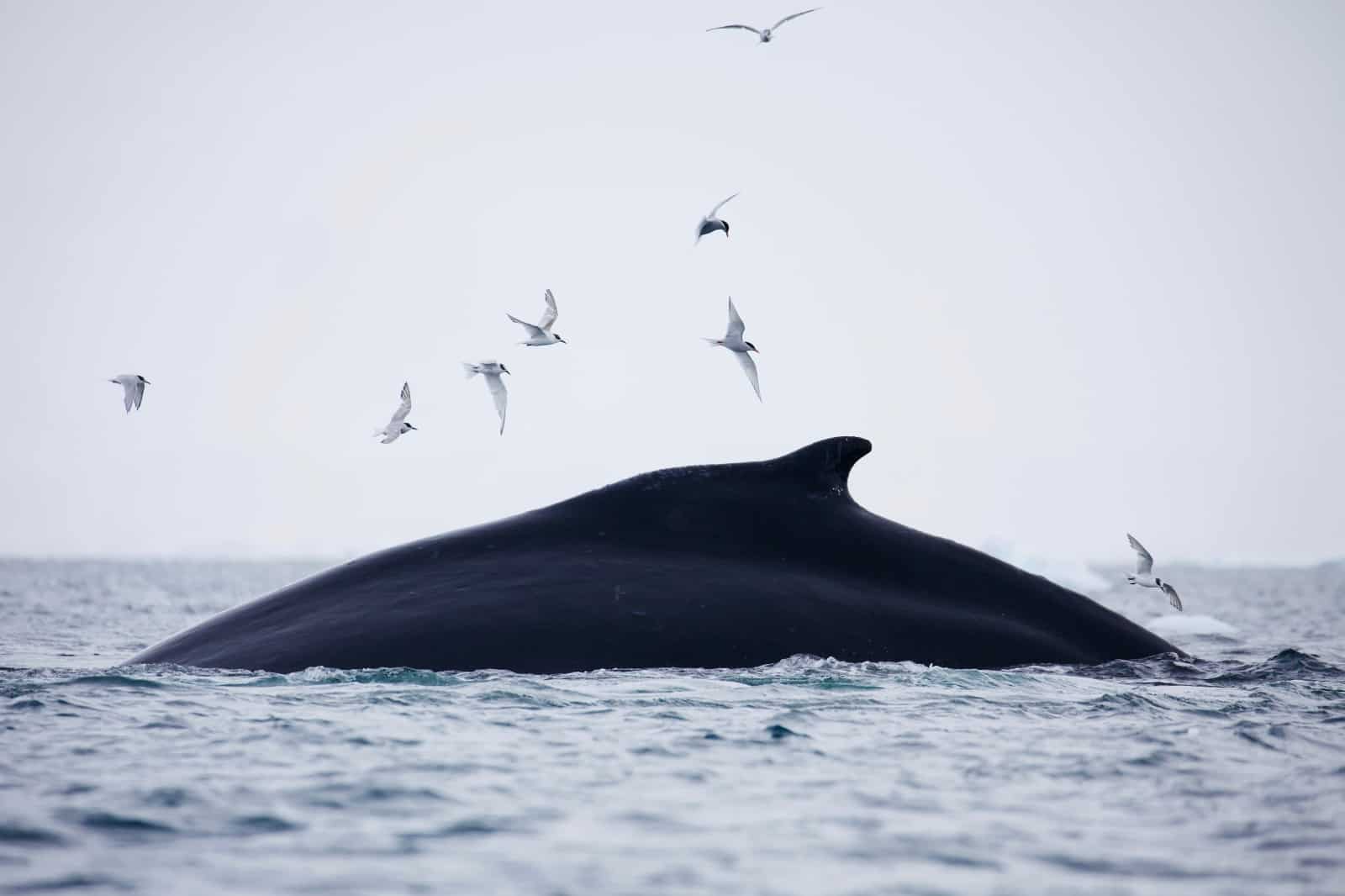 Ein Buckelwal schwimmt im arktischen Meer, © by Chris Johnson / WWF-Australien Ein Buckelwal schwimmt im arktischen Meer, © by Chris Johnson / WWF-Australien