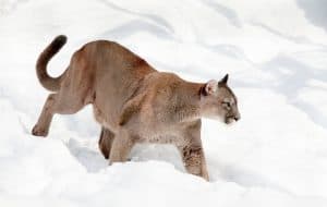Puma, © by pixabay Puma, © by pixabay