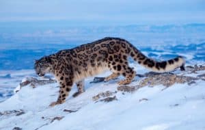 Schneeleopard, © by Hubert_Klein_WWF Schneeleopard, © by Hubert_Klein_WWF