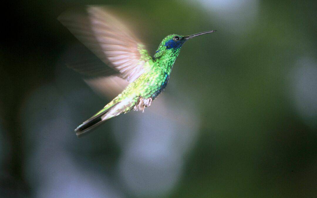 schnellsten-tiere-kolibri