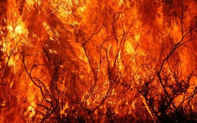 WWF-Report: Nur echter Systemwandel schützt vor neuen Pandemien