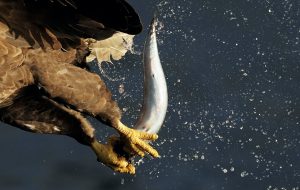 Ein Seeadler fängt einen Fisch, © by Wild Wonders of Europe/S. Widstrand Ein Seeadler fängt einen Fisch, © by Wild Wonders of Europe/S. Widstrand