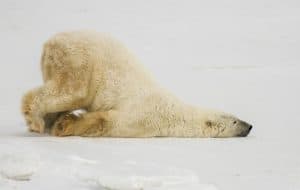 Eisbär, © by Diane Lewis Eisbär, © by Diane Lewis