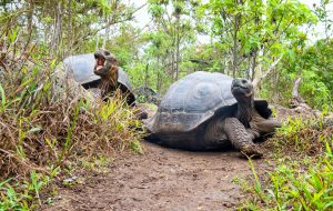 Galapagos-Riesenschildkröten, © by A. Busiello/WWF-US Galapagos-Riesenschildkröten, © by A. Busiello/WWF-US