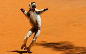 Larvensifaka, © by WWF Larvensifaka, © by WWF