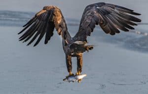 Seeadler fängt Fisch, © by Ola Jennersten / WWF-Sweden Seeadler fängt Fisch, © by Ola Jennersten / WWF-Sweden