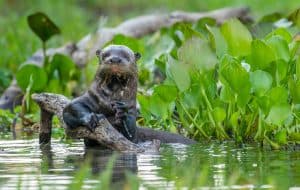 Ein Riesenotter in Südamerika, © by Garbutt/naturepl.com Ein Riesenotter in Südamerika, © by Garbutt/naturepl.com
