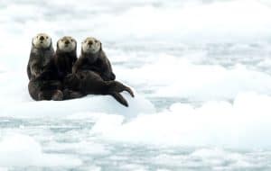 Seeotter in Alaska, © by Danny Green/WWF Seeotter in Alaska, © by Danny Green/WWF