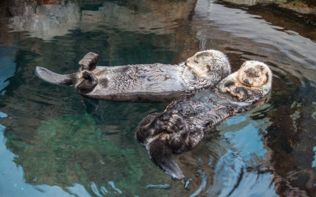 riesenotter-seeotter-paerchen