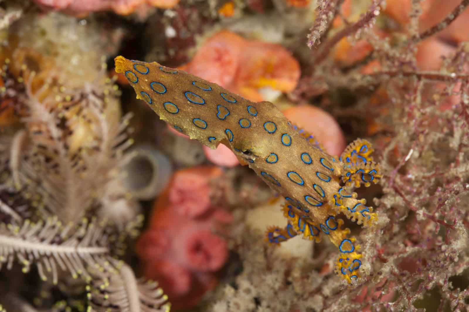 Blauring-Oktopus, © by Jürgen Freund/WWF Blauring-Oktopus, © by Jürgen Freund/WWF