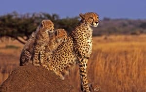 Geparden leben in der Savanne, © by G.Lauterbach/WWF Geparden leben in der Savanne, © by G.Lauterbach/WWF