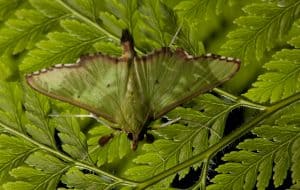 Perfekt getarnter Schmetterling, © by J.Freund/WWF Perfekt getarnter Schmetterling, © by J.Freund/WWF