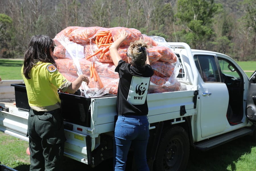Die Karotten für die Kängurus werden verladen, © by WWF Australien/Veronica Joseph Die Karotten für die Kängurus werden verladen, © by WWF Australien/Veronica Joseph