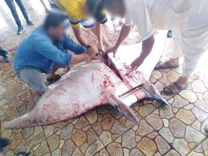 Ein stark gefährdeter Teufelsrochen, illegal gefangen in Algerien im Mai 2019., © by MECO Ein stark gefährdeter Teufelsrochen, illegal gefangen in Algerien im Mai 2019., © by MECO