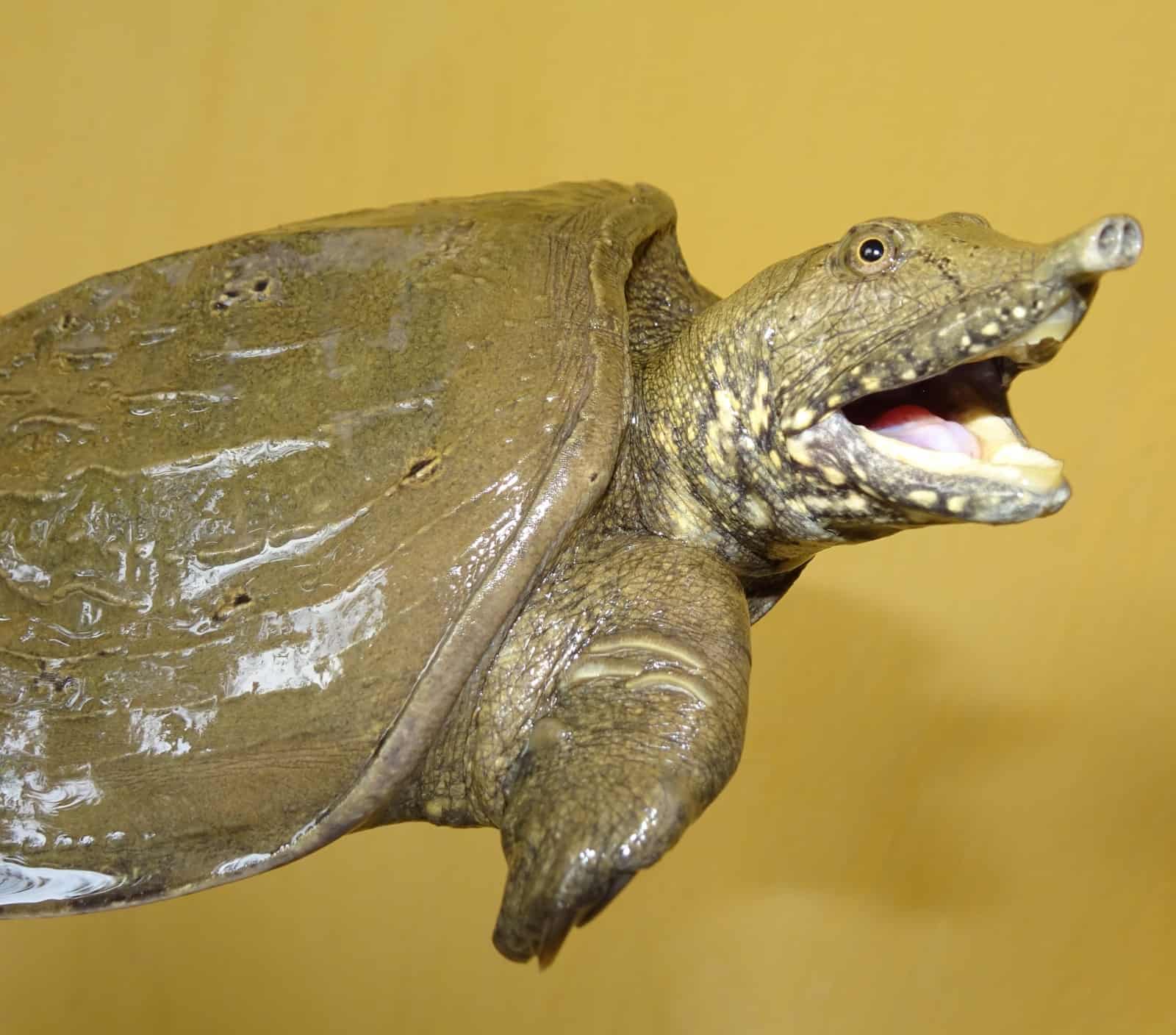 Pelodiscus variegatus – eine Schildkröte mit Rüssel.